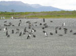 Magellanic penguins